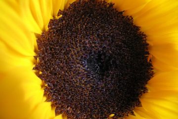 Comment prendre soin des tournesols à l'intérieur ?