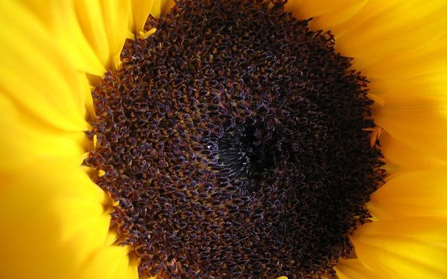 Comment prendre soin des tournesols à l'intérieur ?