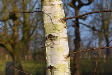 Comment préserver les branches d'arbres de bouleau