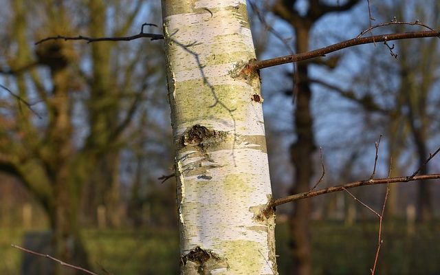Comment préserver les branches d'arbres de bouleau