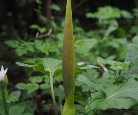 Comment propager les pivoines arbustives