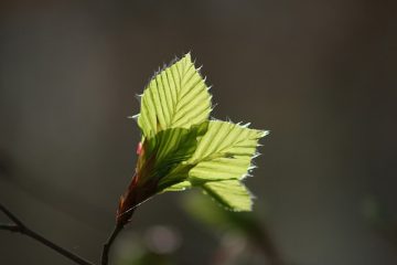 Comment réduire la bruyère si elle est épaisse ?