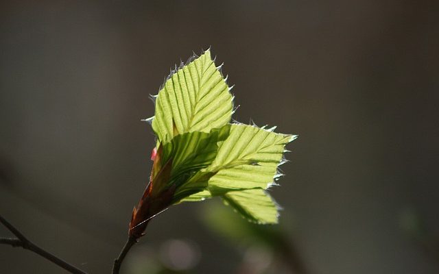 Comment réduire la bruyère si elle est épaisse ?