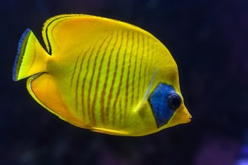 Comment réparer un réservoir de poissons d'aquarium