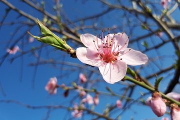 Comment réparer une branche d'érable japonais cassée