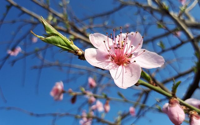 Comment réparer une branche d'érable japonais cassée