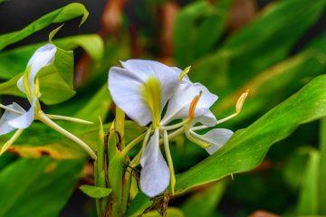 Comment savoir si la racine de gingembre est moulée ?