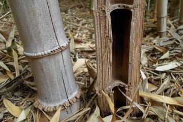 Comment se débarrasser des plantes de bambou