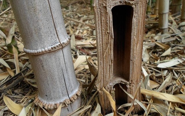 Comment se débarrasser des plantes de bambou