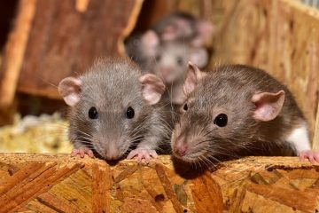 Comment se débarrasser des rats dans votre cour naturellement