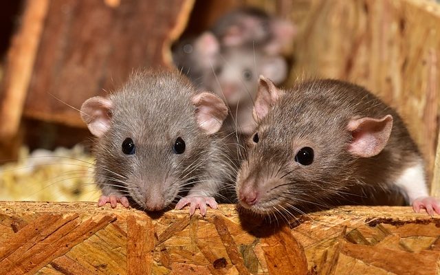 Comment se débarrasser des rats dans votre cour naturellement