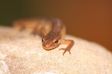 Comment se débarrasser des yeux du raton laveur à partir d'un lit de bronzage