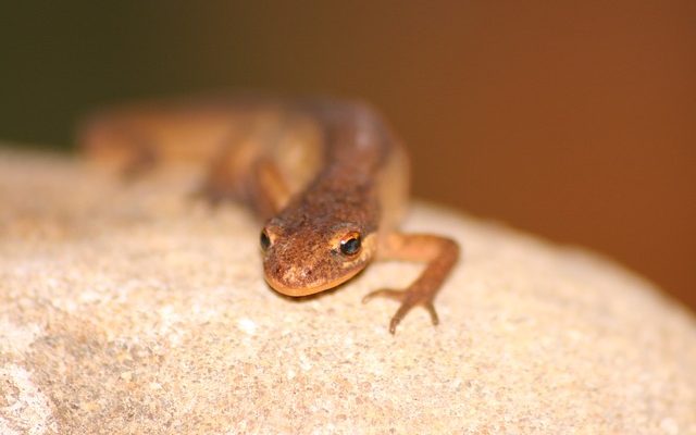 Comment se débarrasser des yeux du raton laveur à partir d'un lit de bronzage