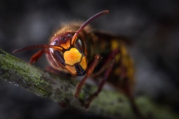 Comment se débarrasser naturellement des guêpes et des frelons ?