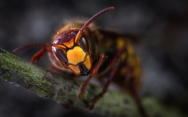 Comment se débarrasser naturellement des guêpes et des frelons ?