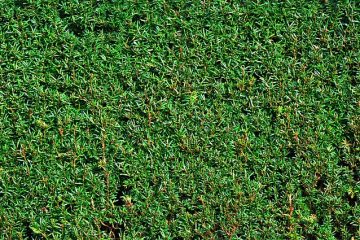 Comment tailler les arbustes de cotoneaster de pruneau