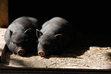 Comment traiter une porcherie dans l'œil