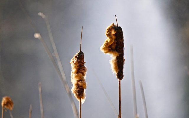 Comment utiliser les joncs dans un arrangement floral