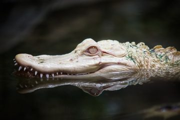 Crocodile faits pour les enfants