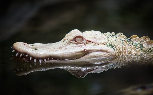 Crocodile faits pour les enfants