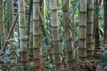Cultiver et couper des cannes de bambou.