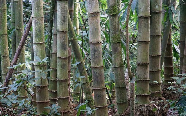 Cultiver et couper des cannes de bambou.