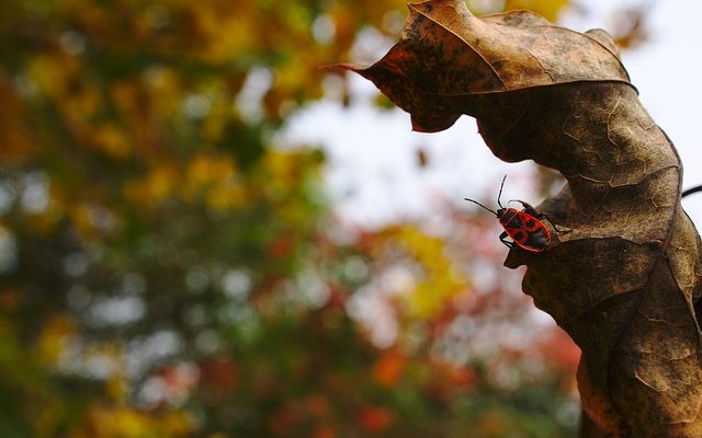 Des petits insectes rouges et bruns dans la maison.