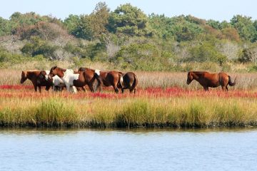 Enflure sur le haut de la cuisse d'un cheval