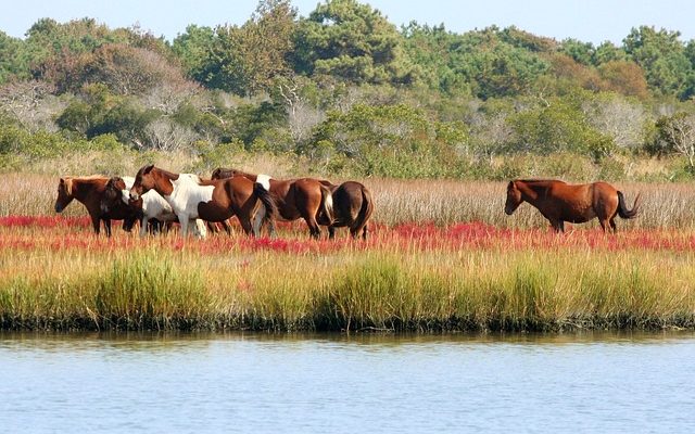 Enflure sur le haut de la cuisse d'un cheval