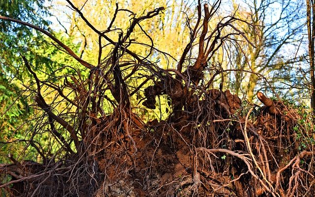 Façons naturelles de se débarrasser des racines des arbres
