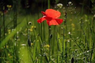 Identification des plantes de pavot