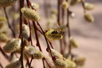 La relation entre les abeilles et les guêpes.