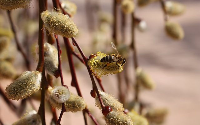 La relation entre les abeilles et les guêpes.