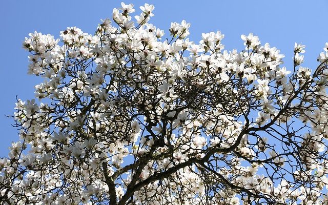 Le taux de croissance des petites pierres précieuses Magnolias