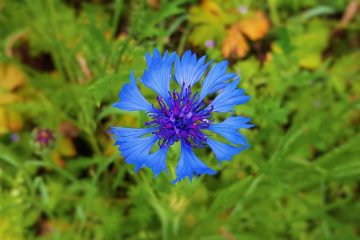 Les bleuets sauvages ont-ils des épines ?