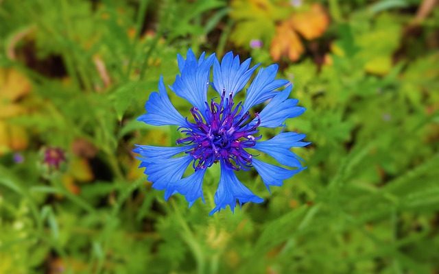 Les bleuets sauvages ont-ils des épines ?