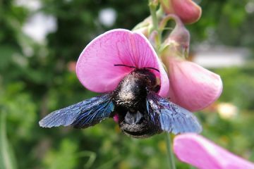 Les humains et les chiens peuvent-ils attraper les poux des oiseaux ?