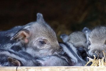 Les meilleurs endroits où vivre pour une famille