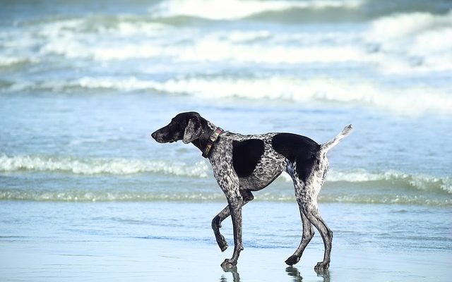 Maladies de la queue de chien