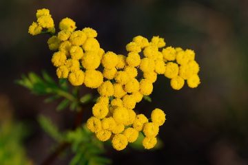 Plantes à fleurs qui repoussent les insectes.