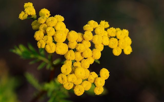 Plantes à fleurs qui repoussent les insectes.