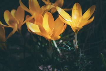 Plantes potagères d'ombrage et d'ombrage