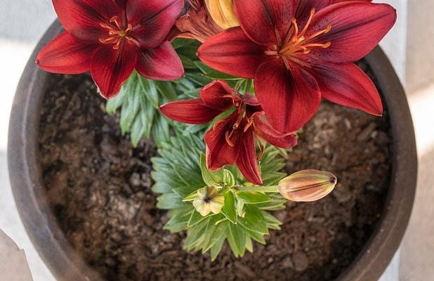 Que pouvez-vous faire avec des pots de fleurs ?