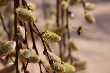 Quelles abeilles font un nid dans le grenier ?