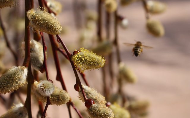 Quelles abeilles font un nid dans le grenier ?