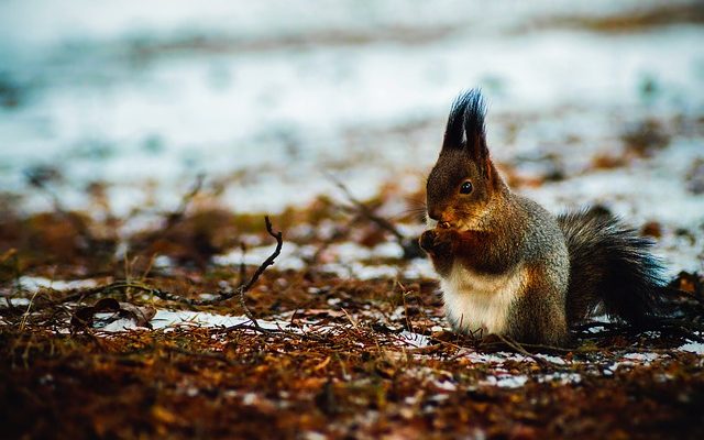 Quelles sortes d'aliments les écureuils mangent ?