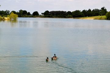 Quels accompagnements pour accompagner le canard ?