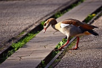 Quels sont les traitements contre l'enflure des tendons du pied ?