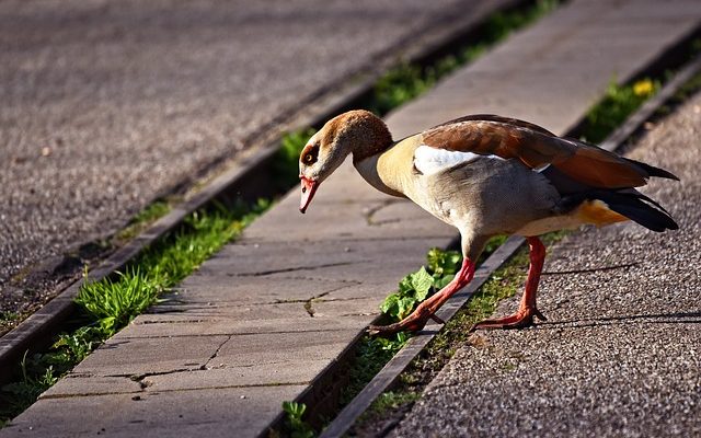 Quels sont les traitements contre l'enflure des tendons du pied ?