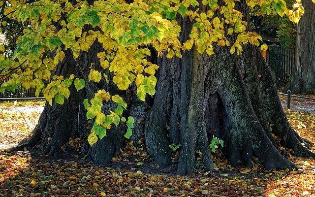 Qu'est-ce qui tue les souches d'arbres ?